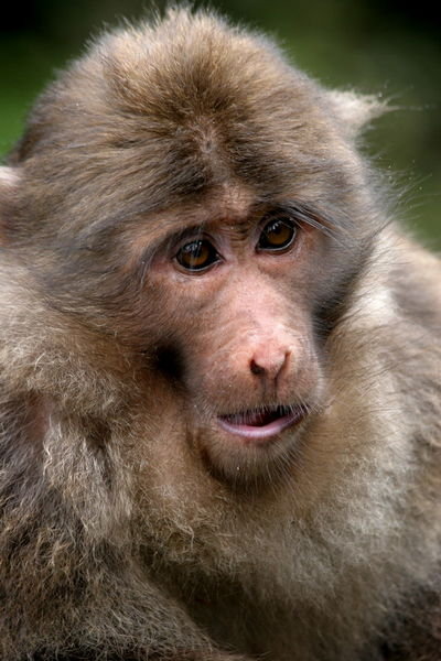 Sichuan golden snub-nosed monkey