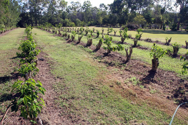 Pruned coffee plantation