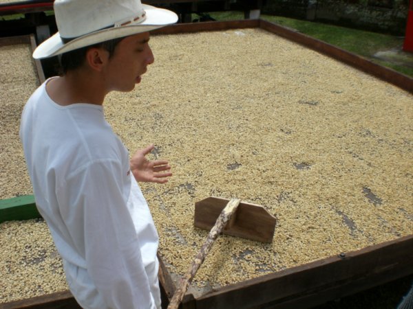 Secado del grano de cafe
