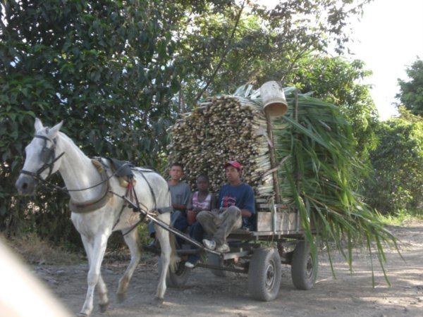 Transporte de la caÃ±a recolectada en caballo