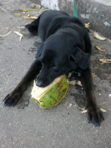 Perro brasileiro comiendo un coco