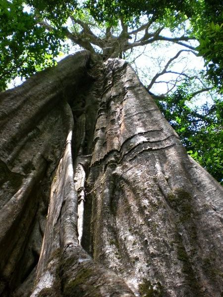 Arbol de la familia ficus en el parque nacional rincon de la vieja