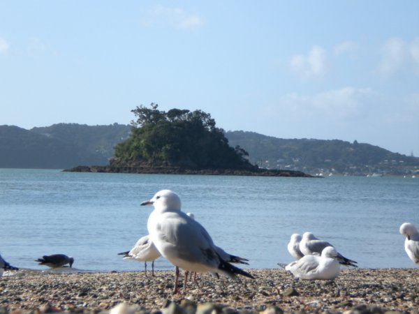 Gaviotas Neozelandesas en la Bahia de las islas