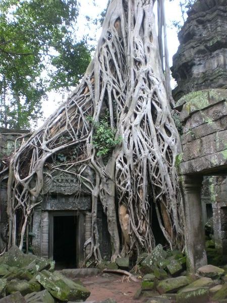Templo en Angkor invadido por la naturaleza