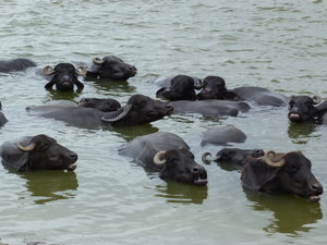 Vacas en el Ganges