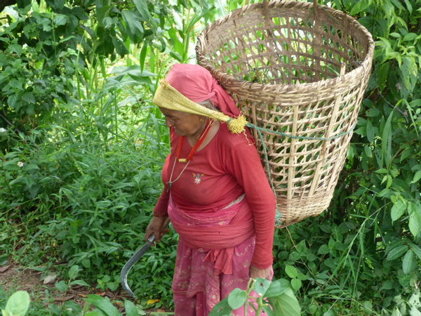 Mujer Nepali cargando te con cesta tradicional
