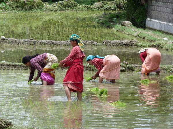 Mujeres recolectando arroz