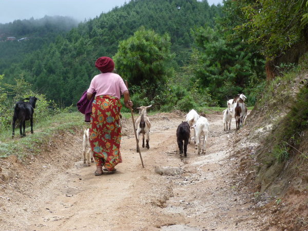Pastora Sherpa con sus cabras