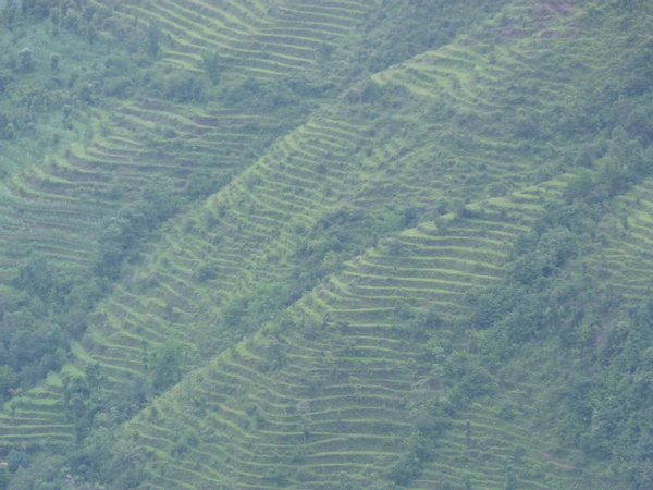 Terrazas para la agricultura en las montanhas de Nepal