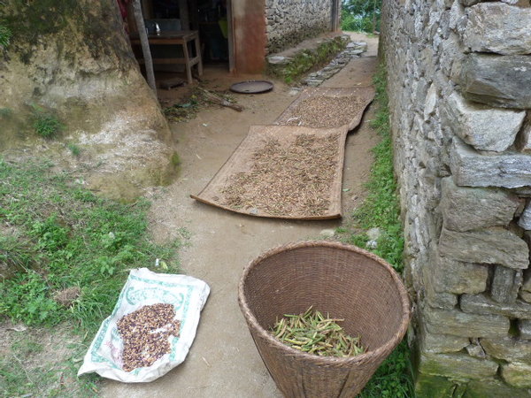 Habas, maiz, mijo y aptatas estan entre los principales cultivos Sherpas.
