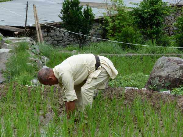 Anciano recogiendo arroz