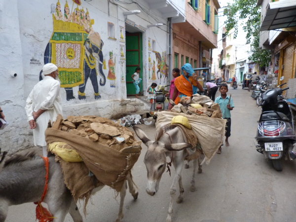 Burros cargando por la ciudad de Udaipur