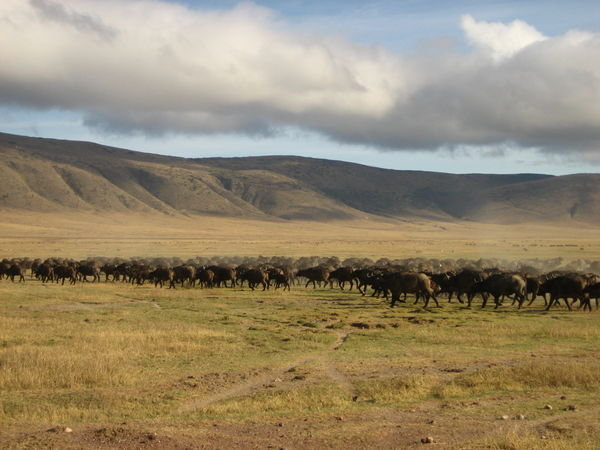 Bulls in Ngorogoro Crater