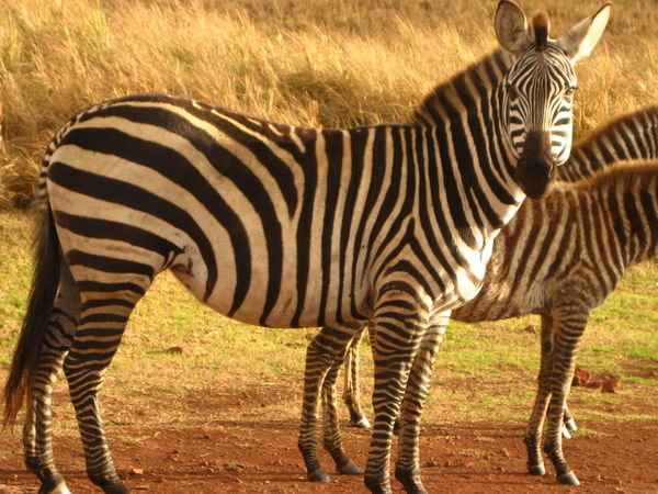 Campsite Zebras