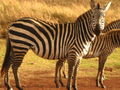Campsite Zebras