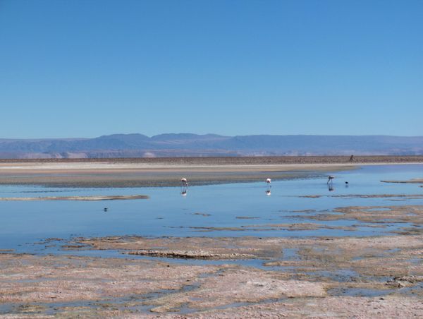 Atacama - Lagunas altiplanicas