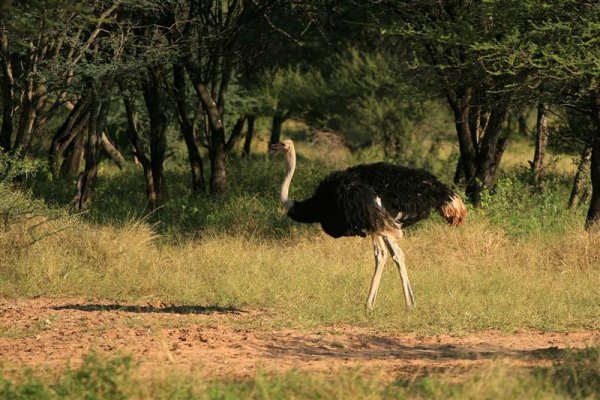 My first (wild) ostrich