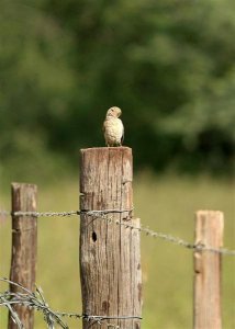 A not so sociable Sociable Weaver Bird