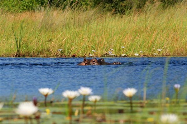 Hippo in the water ...