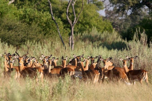 Follow the Herd (of Impala)