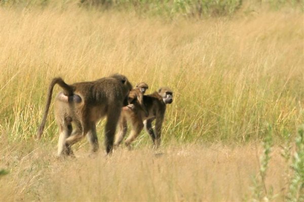 Baboon Family - Bringing up the Rear