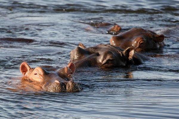 A Bloat of Hippos