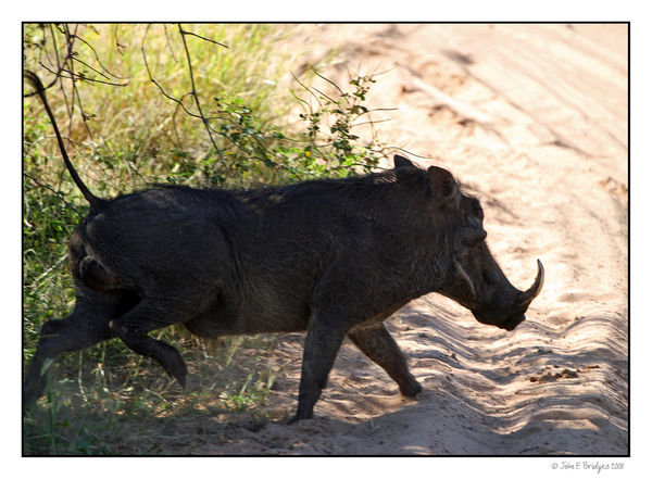 Pumba the Warthog