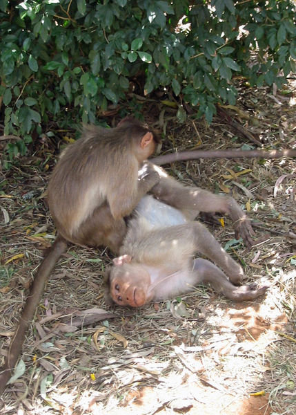 Monkeys in the Nandi Hills