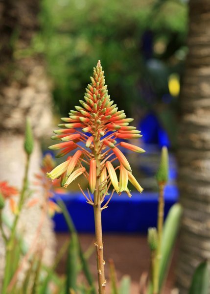 Majorelle Gardens: There's a pot in the background