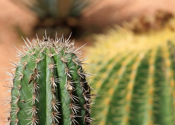 Majorelle Gardens: Cactus