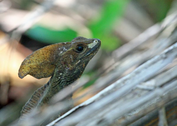 Basilisk (Male) or Jesus Lizard