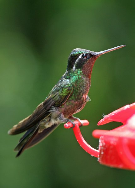 Fork Tailed Garden Emerald Hummingbird