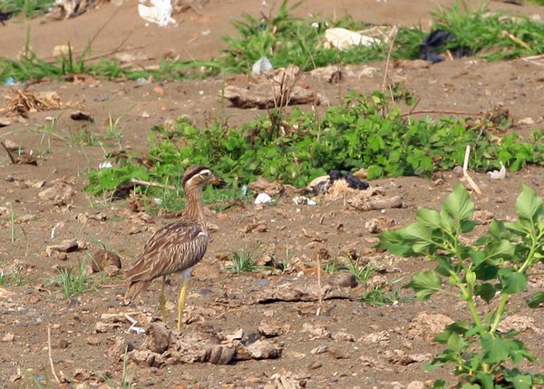 Twin-Stripped Thick-Knee