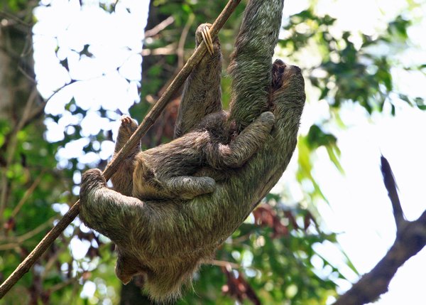 Three-Toed Sloth (with child)