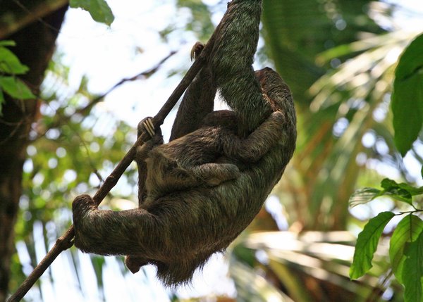 Three-Toed Sloth (with child)