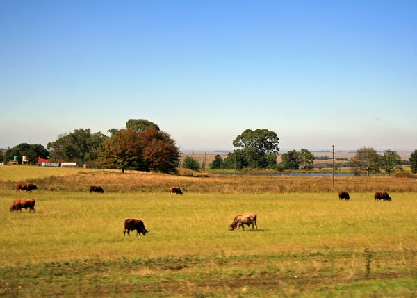 The first sight of African countryside