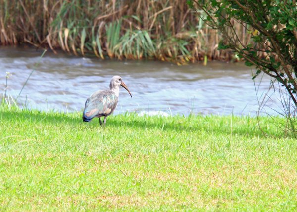 Ibis - the first wild life!