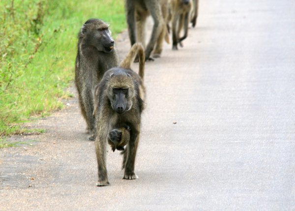 Troupe of Baboon