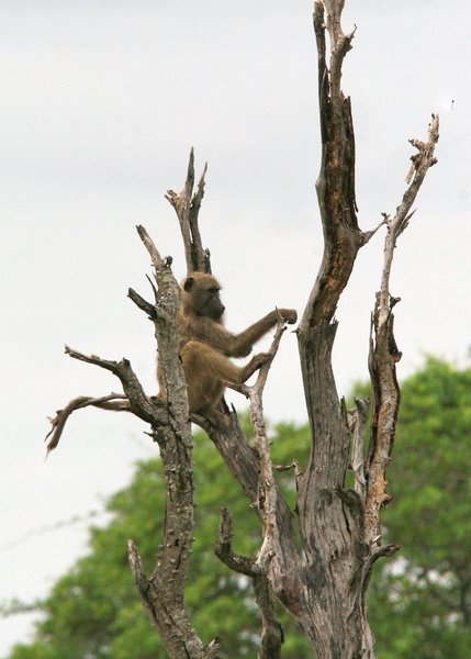 Baboon in Tree (Tree Unknown - but dead)