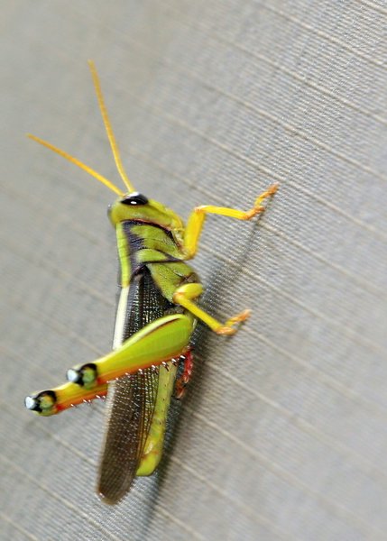 Grasshopper!