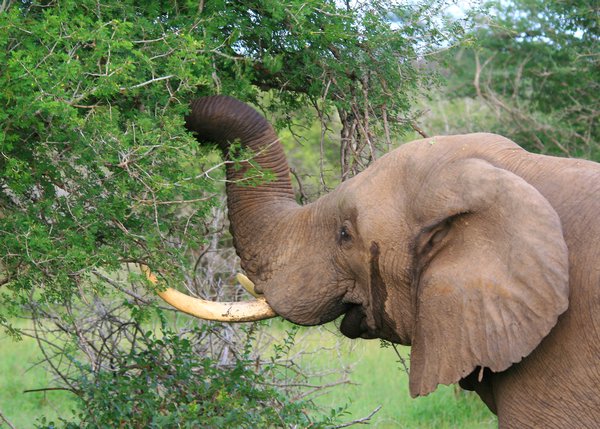 Elephant - just about to destroy the tree