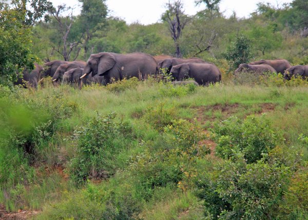 Herd of Elephant - and you still couldn't hear them!