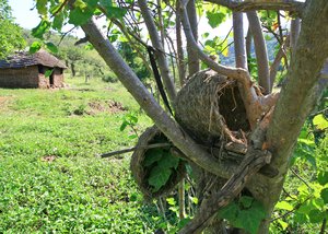 Zulu Homestead - Chicken Nests