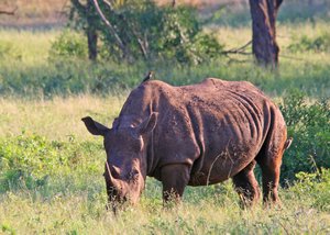 Rhino (with Ox Pecker)
