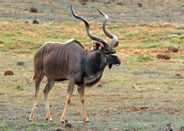 Kudu (Male)