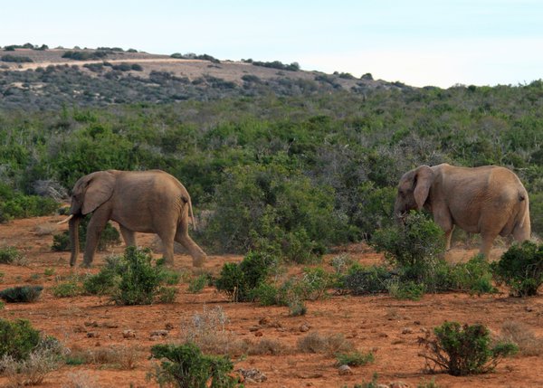 Elephant Patrol