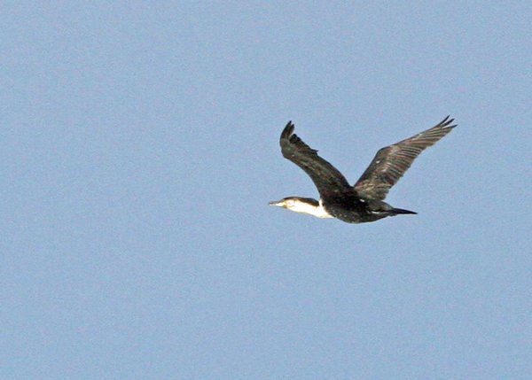 White Breasted Cormorant