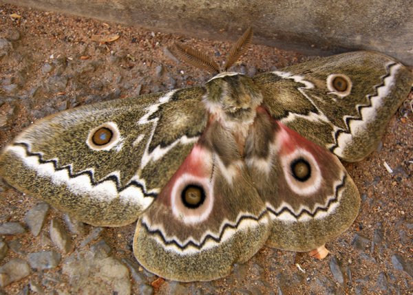 Moth - but we don't know which one