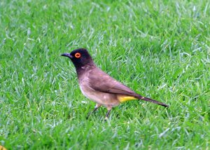 African Red-Eyed Bulbul