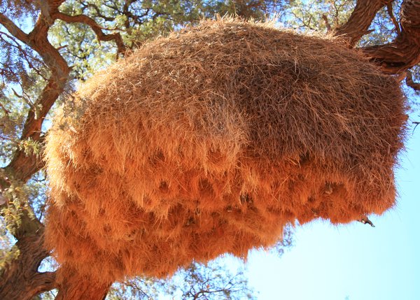Sociable Weaver Bird Nest - with up to 500 "rooms"